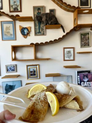 Lemon crepes and ninja cat  at Hobart Cat Cafe in North Hobart