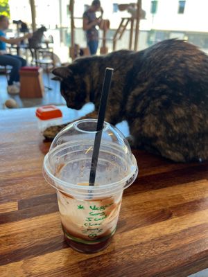 Cute message cute cat at Hobart Cat Cafe in North Hobart