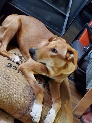 One of the cute canines 💕🐾🐾🐾 at Taghazout Chez Titrite in Taghazout