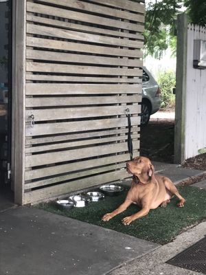 Doggie friendly at Saabi Cafe in Hendra