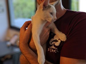 House cat at Tavci Kuhna in Lesce