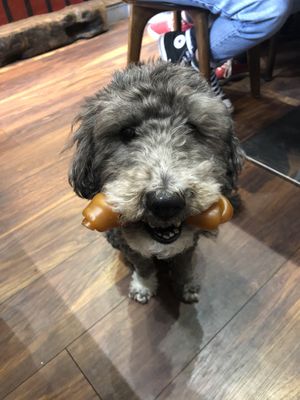 Dog treats! at Supplant Foods  in North London