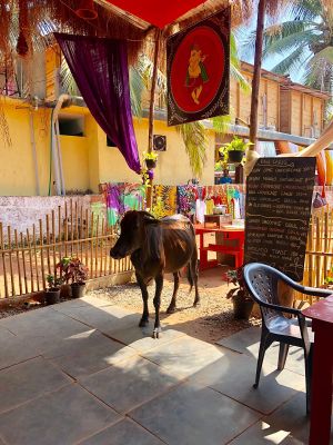 be prepared for cute visitors at Mandala Cafe in Agonda
