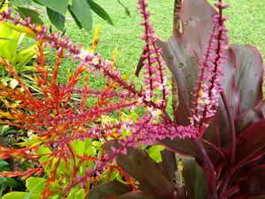 Beautiful garden
 at Fairyland House in Kuranda