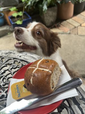 Free Easter bun   at Paper Moon in Annerley
