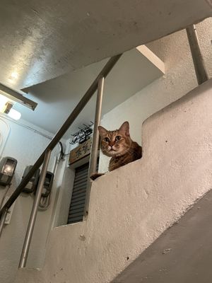 Izakaya cat 🐈   at Shimabukuro in Naha
