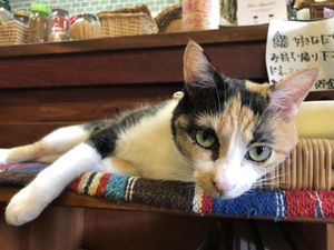 She protects the cats :) at Matatabi Kitchen in Fuso