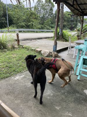 Not for people scared of dogs! He likes to bite into feet and handbags!   at Ying Ying's Kitchen in Koh Phangan