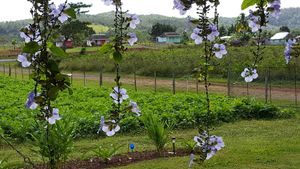 View from my table at El Cuajani in Vinales