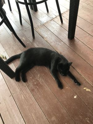 Taverna dell’Ortica’s feline staff at Taverna dell'Ortica in Trecate