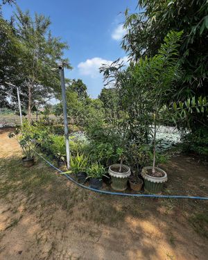   at Jaga in Polonnaruwa