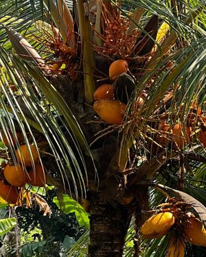   at Jaga in Polonnaruwa