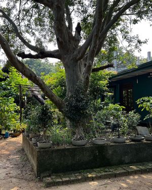   at Jaga in Polonnaruwa