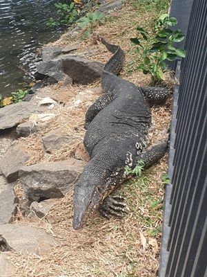  at Jaga in Polonnaruwa