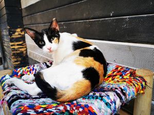 Mimi😍 at Veggie Pause  in Fes