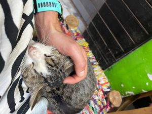   at Veggie Pause  in Fes