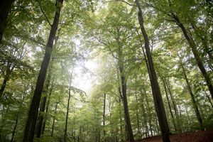 The beech forest in Söderåsen national park is so nourishing  at Villa Söderåsen in Rostanga