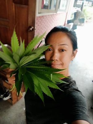 NEW IN SABABA CHIANG MAI 
Falafel with Ganja.
*Government license allows only for dine in at Sababa in Chiang Mai