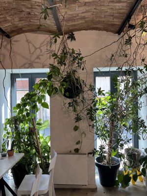 🌿interior   at Made with Laf in Bratislava
