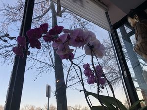 Orchid flower is blooming  at Zen Garden in Great Neck