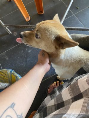   at Quan Chay - Cua Dai in Hoi An