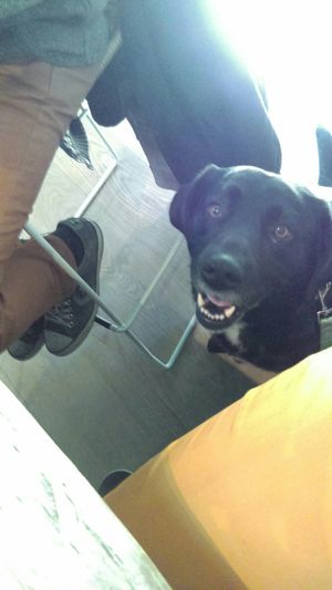 Our happy fur baby at Antonio Chiodi Latini in Turin