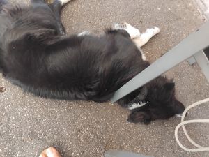  at Vegan Pub in Bratislava