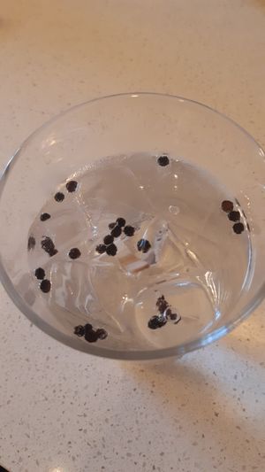 Gin and tonic at Nola Kitchen in Porto