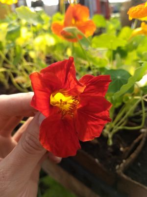 Organic herbs at Millefolia - ferme aromatique in Sainte Ursule