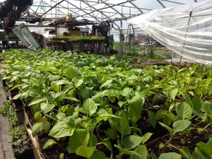 Organic Seedlings at Millefolia - ferme aromatique in Sainte Ursule