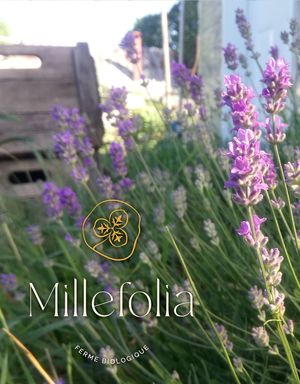  at Millefolia - ferme aromatique in Sainte Ursule