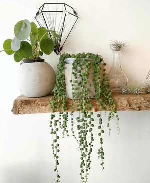 two plants I'm in love with  at Shizen in Tel Aviv