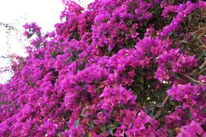 flowers everywhere, even in winter time at Finca Manantial de Luz in Almayate Alto