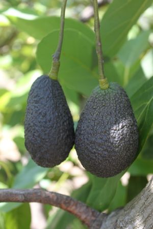 avocados (the season is from December - March) at Finca Manantial de Luz in Almayate Alto