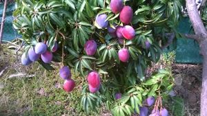 mangos (season from Sept / Octonber) at Finca Manantial de Luz in Almayate Alto