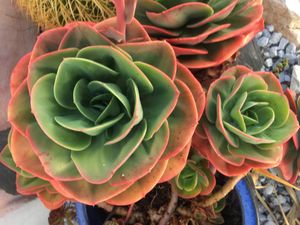 like roses at Finca Manantial de Luz in Almayate Alto