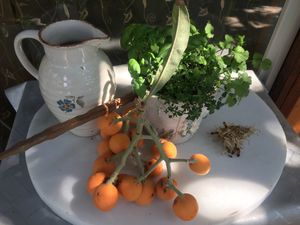 fresh Nisperos at Finca Manantial de Luz in Almayate Alto