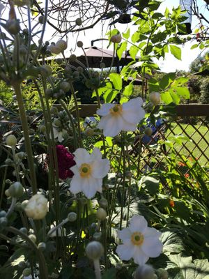 Beautiful tea gardens!  at Kitnors in Minehead