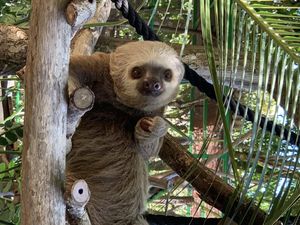 Sloth that has medical issues and cannot be released.  at Alturas Wildlife Sanctuary in Dominical