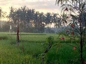 Agricultural fields from Suly Vegetarian Resort at Suly Vegetarian Resort in Ubud