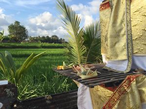 Agricultural fields from Suly Vegetarian Resort at Suly Vegetarian Resort in Ubud