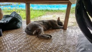 Resident cat at Thai Zen Farm in Pai
