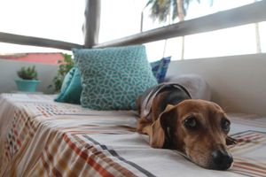 we accepted dogs! bring your friend :) at Casa Kombar in Itacare