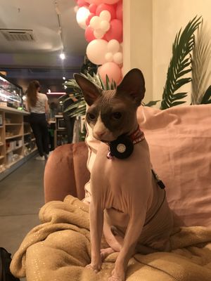 Power woman Amélie on the background. My cat who’s always welcome. And the treats and drinks in my belly.  at Catberry in Ghent