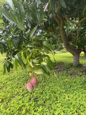 Mango trees along the farm trail at Kahuku Farms Cafe in Kahuku