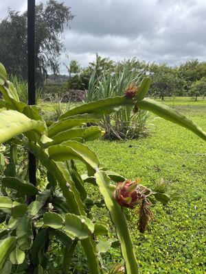 Dragon fruit along the farm trail at Kahuku Farms Cafe in Kahuku