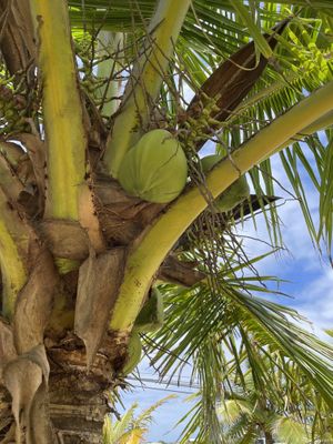 Coconut trees along the farm trail at Kahuku Farms Cafe in Kahuku