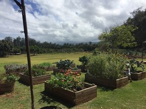 Great garden view while you eat  at Kahuku Farms Cafe in Kahuku