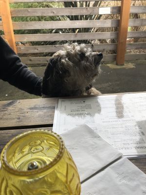 Teddy thinking about what to order. at Victoria Bar in Portland