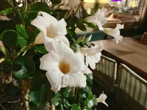 outside at Tibits in Basel